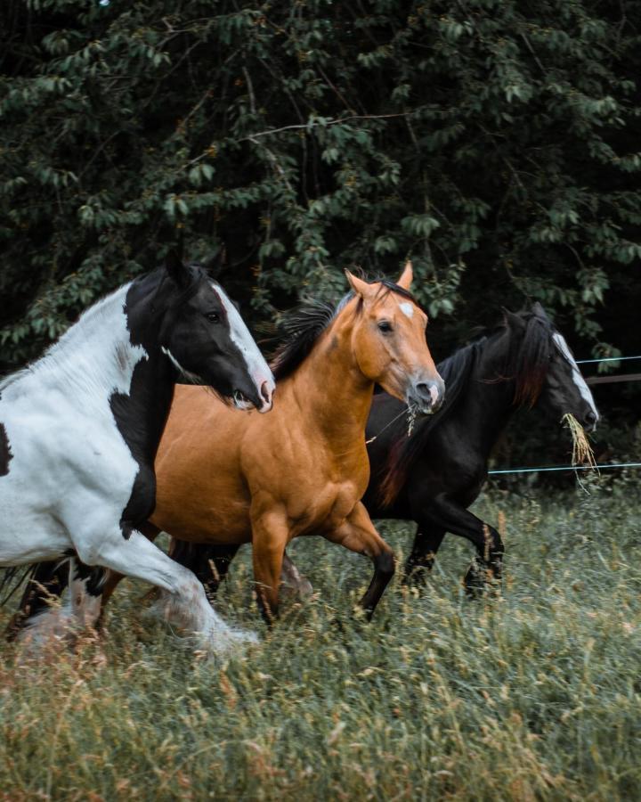 Wings Creek Ranch B&B Zutendaal Esterno foto