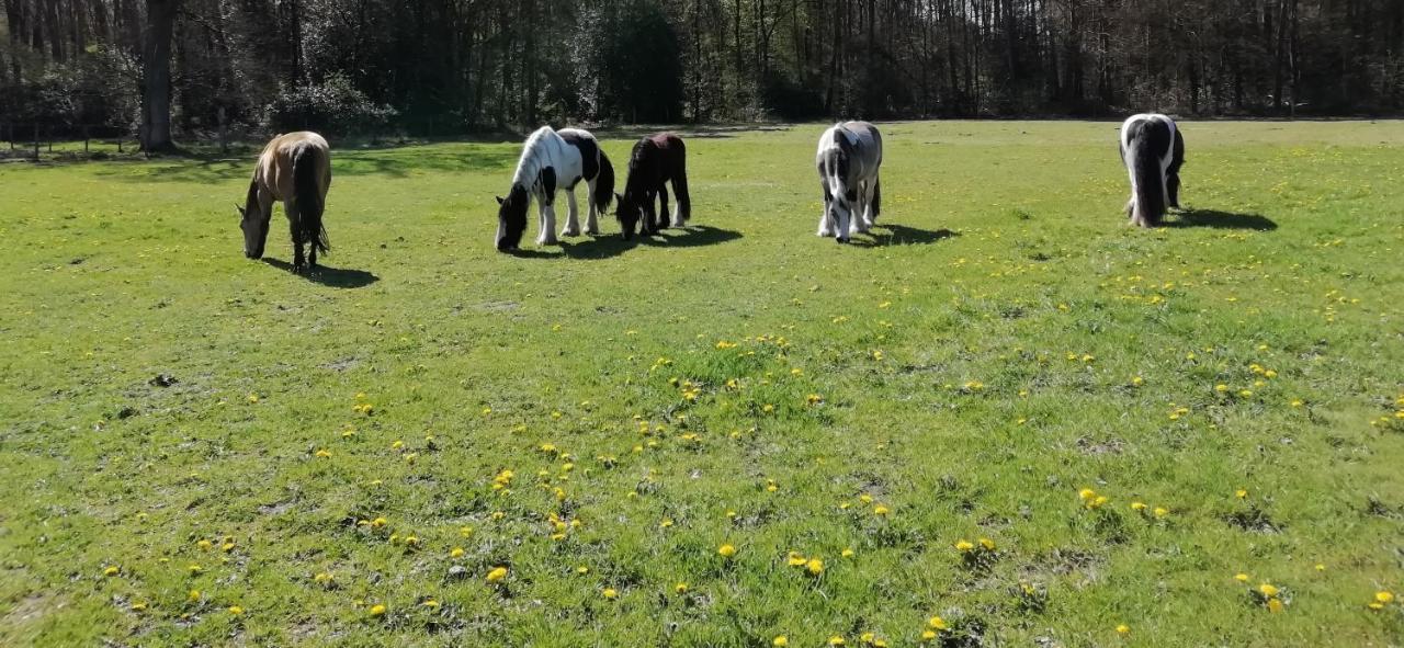 Wings Creek Ranch B&B Zutendaal Esterno foto